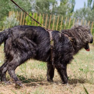 Кожаный поводок с плетением для кавказской овчарки